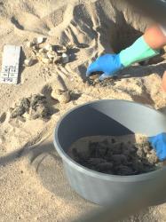 The volunteer digs the eggs and turtles out from their deep sand nest. The white objects in the upper left are the leathery shells. To the left of the hand are newborns, as well as in the bucket.
